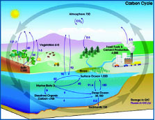 Gobal Carbon Cycle