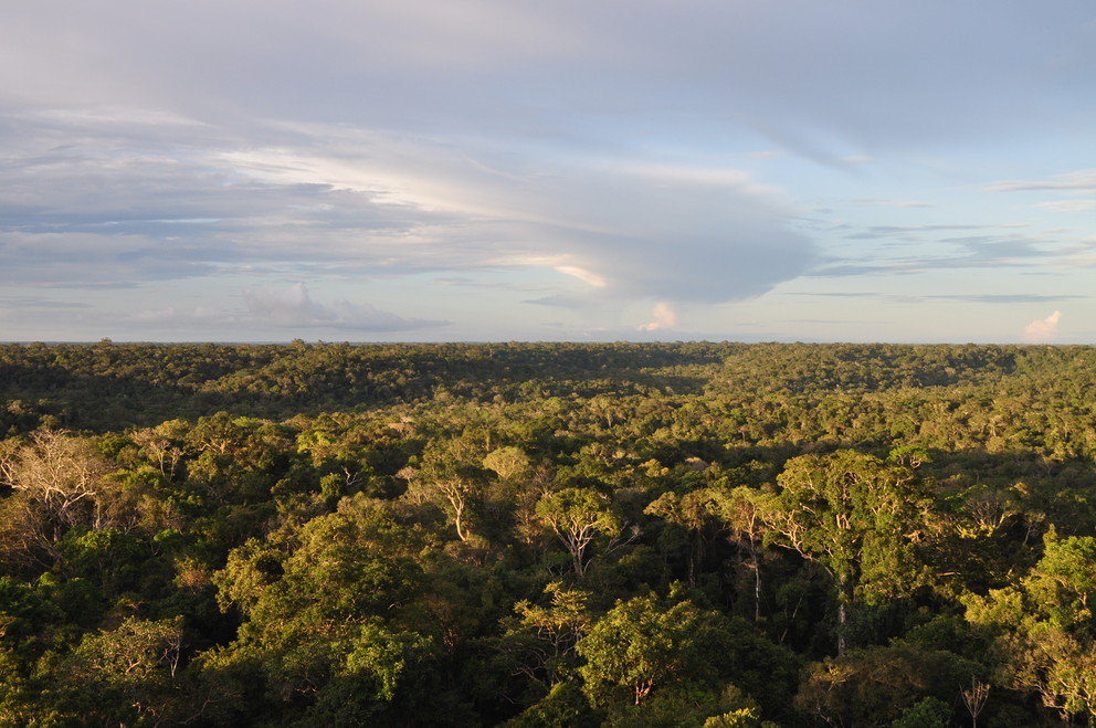 Canopy above the Amazon Rainforest