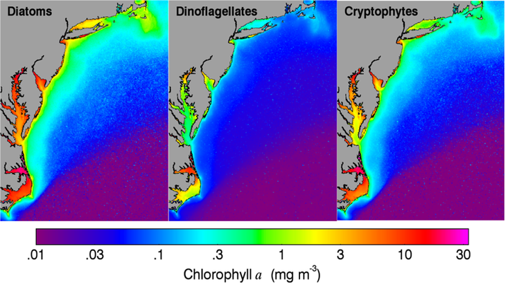 chlorophyll associated with three main phytoplankton groups 